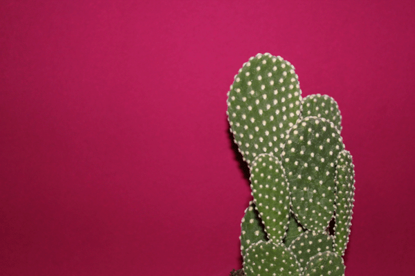Kaktus-vor-Magenta